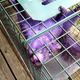 Illustration for article titled Purple squirrel running rampant through Pennsylvania